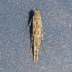 Batrachedra praeangusta