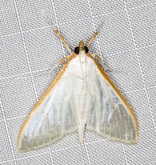 Palpita margaritacea