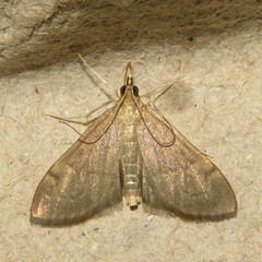Anania mysippusalis