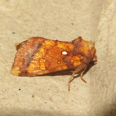 Papaipema leucostigma