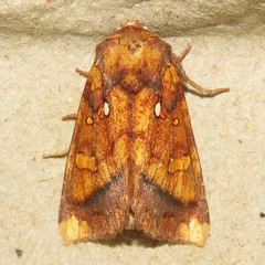 Papaipema leucostigma