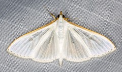 Palpita margaritacea