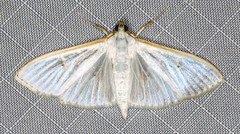 Palpita margaritacea