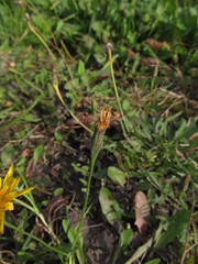 Scorzoneroides autumnalis