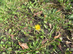 Scorzoneroides autumnalis