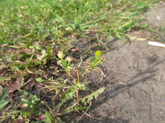 Matricaria discoidea