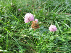 Trifolium pratense