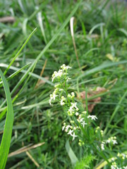 Galium mollugo