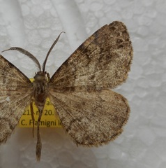 Deileptenia ribeata