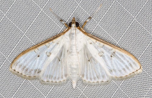 Palpita pratti (Janse, 1924)