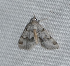 Macaria pallipennata