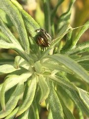 Araneus pratensis