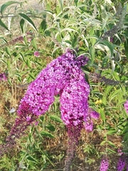 Buddleja davidii