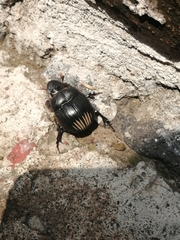 Dichotomius carolinus