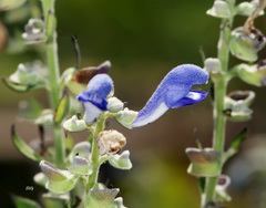 Scutellaria incana
