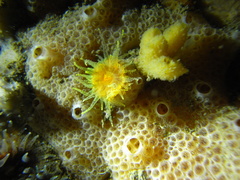 Balanophyllia regia