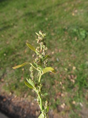 Chenopodium album