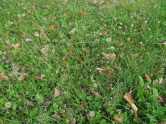 Scorzoneroides autumnalis