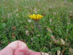 Scorzoneroides autumnalis