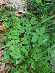 Aegopodium podagraria