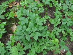 Aegopodium podagraria