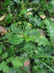 Impatiens parviflora