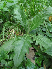 Cirsium arvense