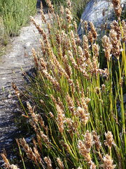 Elegia fistulosa