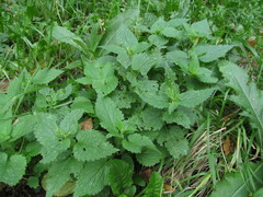 Lamium album