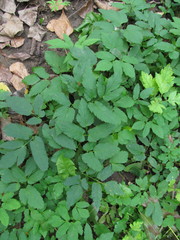 Aegopodium podagraria