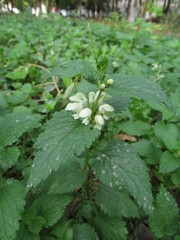 Lamium album