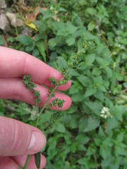 Atriplex patula