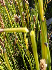 Elegia fistulosa