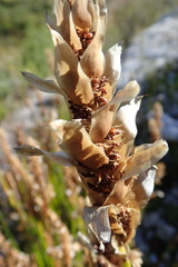 Elegia fistulosa