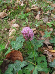 Trifolium pratense