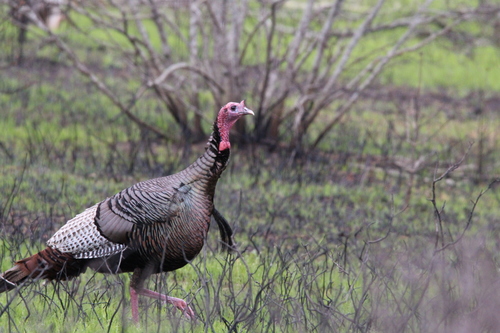 Wild Turkey photographed in Massachusetts