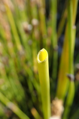 Elegia fistulosa