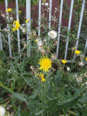 Sonchus arvensis