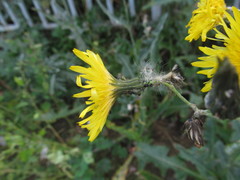 Sonchus arvensis