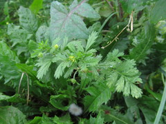 Potentilla supina