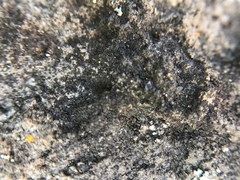 Lichinaceae