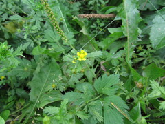 Potentilla supina
