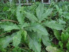 Cirsium arvense