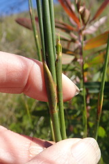 Platycaulos compressus
