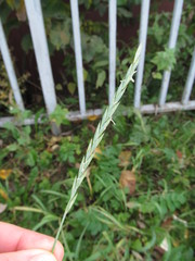 Elymus repens