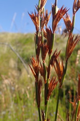 Platycaulos compressus