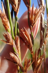 Platycaulos compressus