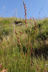 Platycaulos compressus