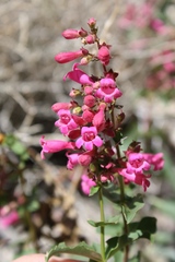 Penstemon clevelandii