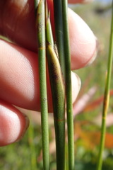 Platycaulos compressus